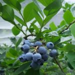 美味しいフルボ酸―Fruits & Veggiesの成分①　ブルーベリー　