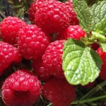 美味しいフルボ酸―Fruits & Veggiesの成分②ラズベリー