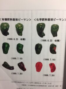 ミネラル添加の有機栽培のピーマンと化学肥料栽培のピーマンの鮮度保持実験結果